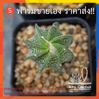 สวนขายเอง! แอสโตรแคปริคอร์น Astrophytum capricorne ไซส์กระถาง 2 นิ้ว แคคตัส กระบองเพชร ต้นไม้ประดับ อวบน้ำ แคนตัส