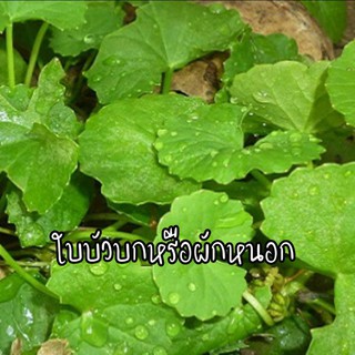 เมล็ดพันธุ์ใบบัวบกเงินแสน