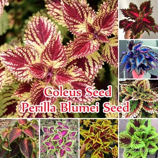 （เมล็ดพันธุ์ ถูก คละ）Mixcolor Coleus Seeds (Perilla Blumei) Flower Seeds 100 เมล็ด บอนสี เมล็ดพันธุ์แท้ ต้นไม้มงคล ต้นไม