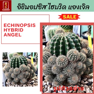 อิชินอปซิส ไฮบริด แองเจิล Echinopsis Hybrid Angel กระบองเพชร แคคตัส ส่งพร้อมกระถาง