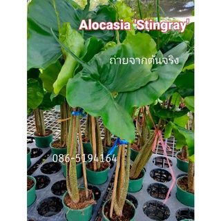 อโลคาเซีย สตริงเลย์ Alocasia Stingray หรือ อโลคาเซีย กระเบน