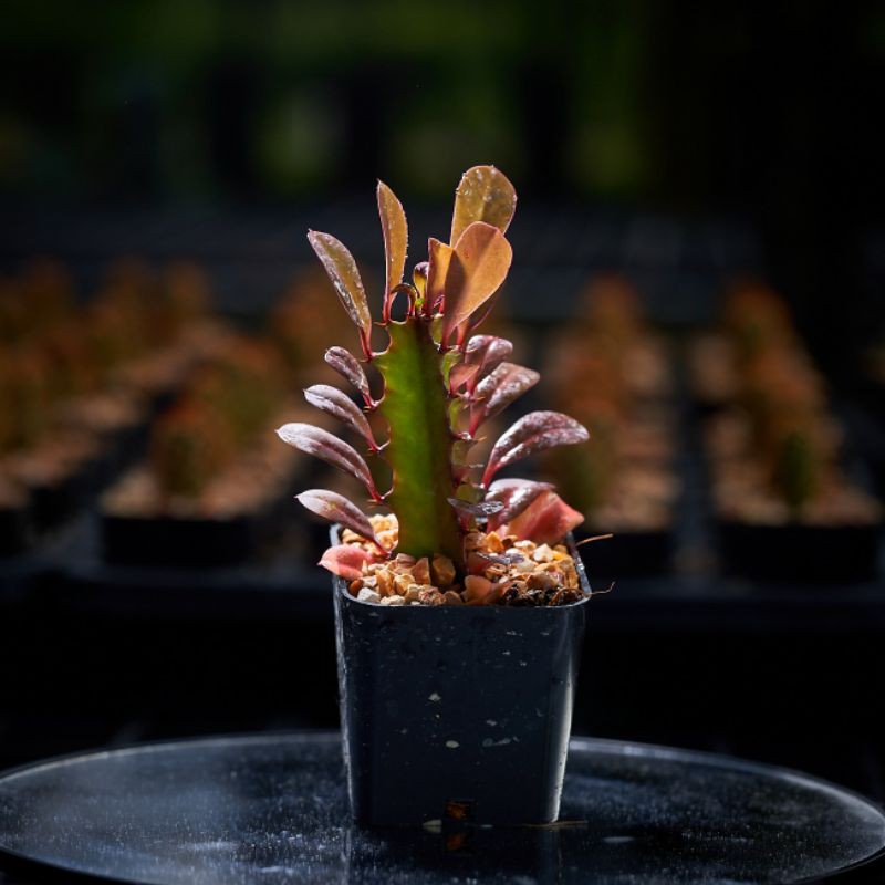 กระบองเพชร สลัดไดแดง ในกระถางขนาด2"Euphorbia RED