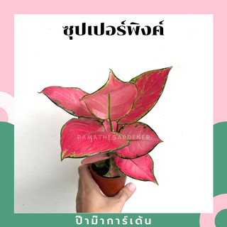 ราคาต้นซุปเปอร์พิงค์ ซุปเปอร์เร้ด อโกลนีมา ในกระถางพร้อมตั้ง