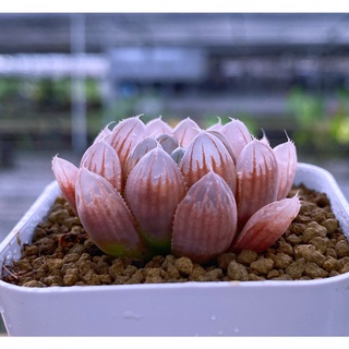 H.cooperi v.pilifera ‘JDV957 หยดน้ำสีแดง A048