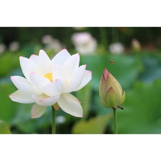 7 เมล็ด เมล็ดบัว สีขาว ดอกใหญ่ สายพันธุ์เมล็ดบัว ดอกบัว Lotus seeds.