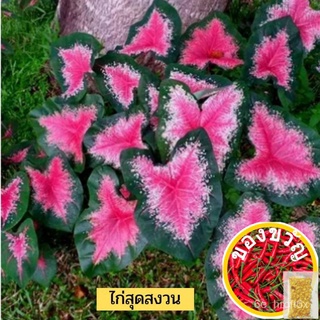 เมล็ดพันธุ์ไก่สุดสงวน บอนสีสวย บอนสีชมพู บอนสีราคาถูกเมล็ดพันธุ์CabbageesculentumMixedFlowerPurityGrassLycopersiconManil