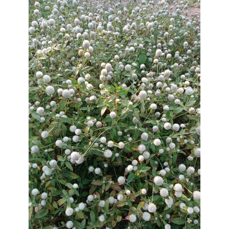 ดอกบานไม่รู้โรยสีขาว40เมล็ด - รูปที่ 2