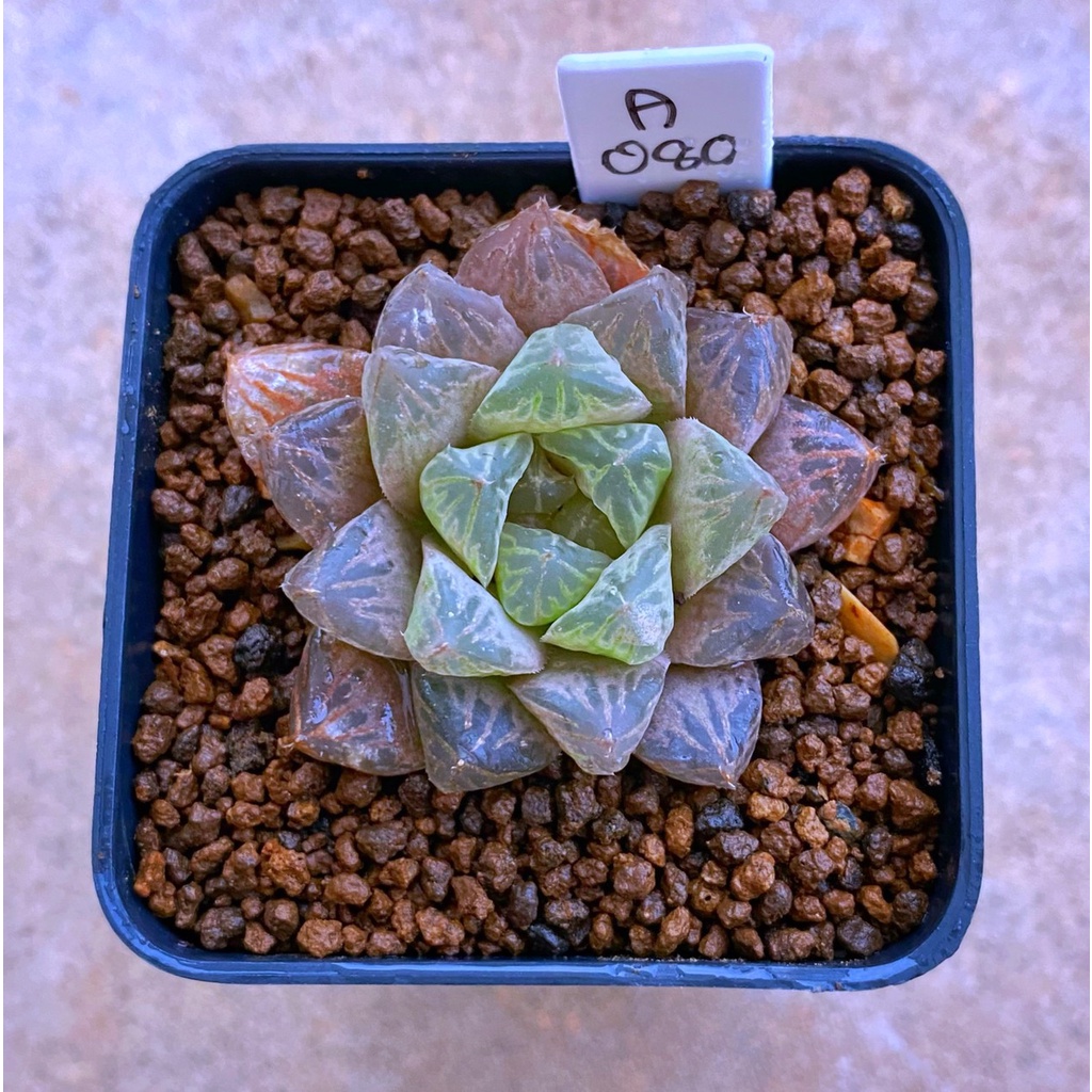 H.obtusa ‘Miraki’ A080