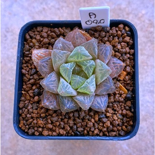 H.obtusa ‘Miraki’ A080