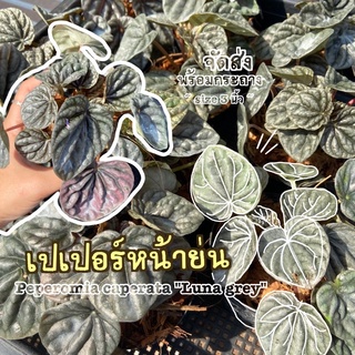 ต้นเปเปอร์หน้าย่น ( Peperomia caperata "Luna grey" ) ต้นไม้มงคล พร้อมกระถาง ขนาด 3 นิ้ว