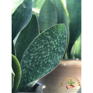 ครีบปลาวาฬ ต้นไม้ฟอกอากาศดีเยี่ยม ไม้สกุลลิ้นมังกร Whale Fin Sansevieria (Snake Plant) มีหลายSize *ส่งแบบมีเหง้าและราก*