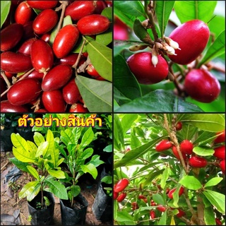 (2ต้น)(vาย ต้นพันธุ์) ต้น ต้นมิราเคิล ต้นมิลาเคิล มิราเคิล มิลาเคิล Miracle Fruit ต้นมหัศจรรย์ มหัศจรรย์ happy