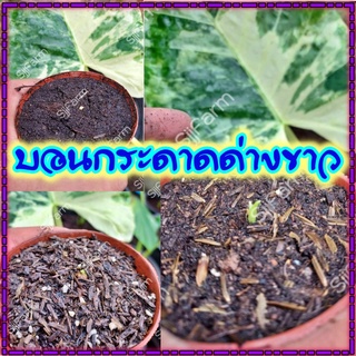 ใหม่!!Alocasia macrorrhizos ชิ้นตา-ไข่บอนกระดาดด่างขาว รื้อจากต้นแม่ด่างแท้ จัดส่งพร้อมกระถาง