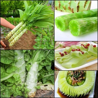 （อัตราการปลูกสูง）บอนสี เมล็ดพันธุ์ Asparagus Lettuce Seeds 200เมล็ด บอนสีหายาก เมล็ดพันธุ์ผัก พันธุ์ไม้ผล เมล็ดดอกไม้  p