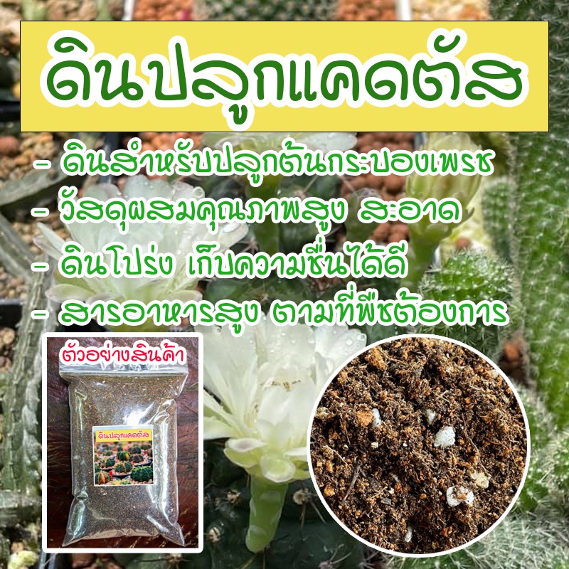 ดินปลูกแคดตัส กระบองเพรช cactus สมุนไพร ดินปลูก ไม้ฟอกอากาศ ไม้ด่าง เพาะเมล็ด กระบองเพชร ดินปลูกไม้อวบน้ำ