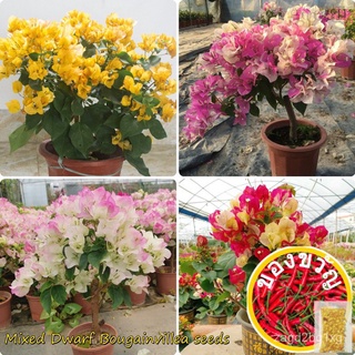 【จัดส่งด่วน】100ชิ้น Ed Ful Dwarf Bougainvillea เมล็ดสำหรับปลูกพืชสวนเมล็ดอากาศบริสุทธิ์เมล็ด Indoo OHHO