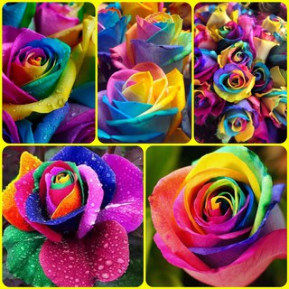 12.12DAY. Rainbow Roses Mixed Seeds เมล็ดพันธุ์ดอกกุหลาบสีรุ้ง ปลูกง่าย เติบโต 95% บรรจุ 300แคปซูล #FL06