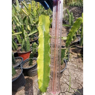 1 -​ ตอสามเหลี่ยม​ด่าง ตัดสด ตรงปก Cactus ตอด่าง สามเหลี่ยมด่าง ตอสามเหลี่ยม ตลาดตอ แคคตัส กระบองเพชร ไม้อวบน้ำ ราคาถูก​