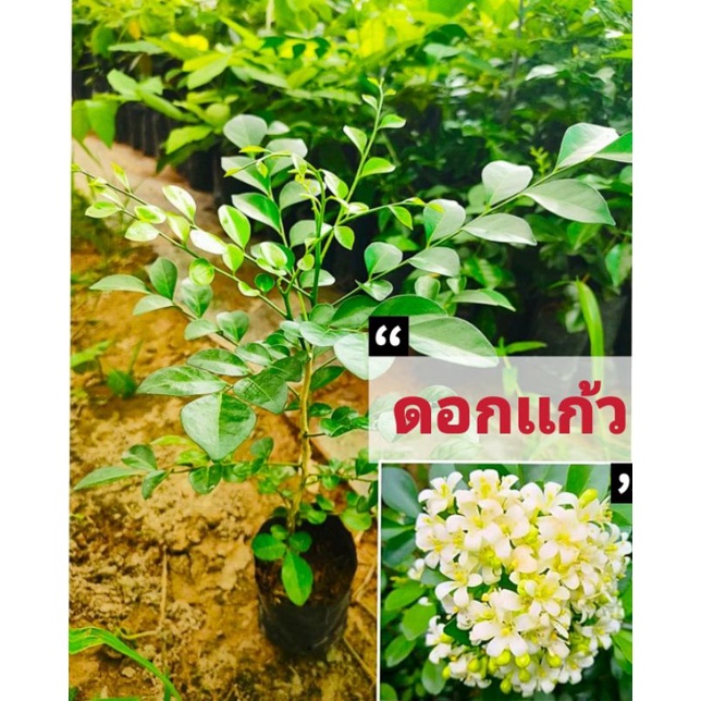 ดอกเเก้ว ดอกมงคลไม้กลิ่นหอม ออกดอกตลอดปี ต้นเเข็งเเรงพร้อมปลูก สินค้าเสียหายยินดีเคลมฟรี