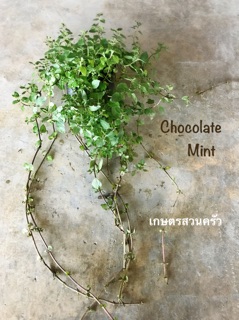 ต้นช็อกโกแลตมิ้นท์ Chocolate mint ขนาดถุง 4*8 นิ้ว