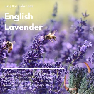 เมล็ดดอก Common English Lavender (ลาเวนเดอร์)