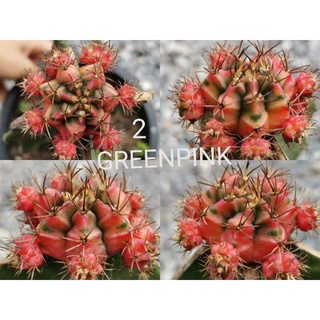 2 -​ ซีดราก้อน ตรงปก sea dragon​ Gymnocalycium Cactus แคคตัส กระบองเพชร ไม้อวบน้ำ ไม้กราฟ ราคาถูก​ gymno ยิมโน ยิมโนด่าง