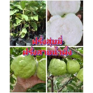 ต้นฝรั่งสุ่ยมี่ หรือฝรั่งสายน้ำผึ้ง ผลใหญ่ดกทั้งปี ไม่มีเมล็ด ต้นพันธุ์ตอนกิ่งสูง 40-50 ซม.แข็งแรงพร้อมปลูก