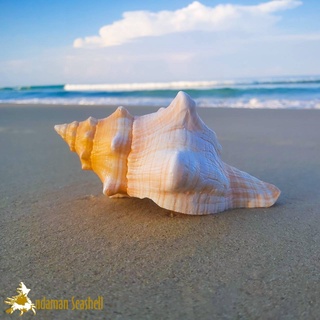 Andaman seashell เปลือกหอย หอยสังข์หอม (Pleuroploca trapezium)