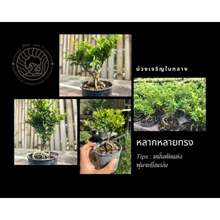 หลินซานใบกลาง/ม่วงเจริญใบกลาง [Linh Sam] 💟บอนไซจิ๋ว กระถาง 3-4”นิ้ว