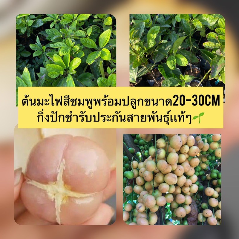 ต้นมะไฟสีชมพู พร้อมปลูกขนาด20-30cm กิ่งปักชำรับประกันสายพันธุ์เเท้ๆ