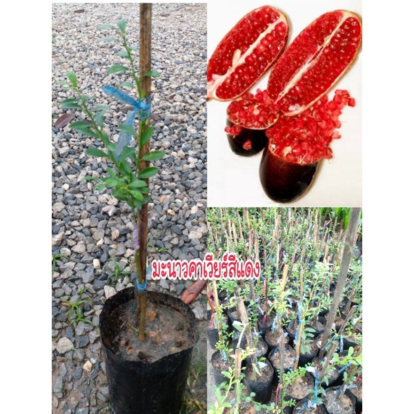 ต้นมะนาวคาเวียร์(สีแดง)รับประกันสินค้าชำรุดเคลมฟรี