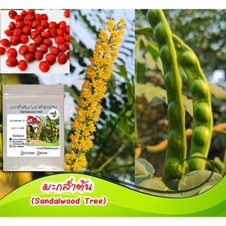 มะกล่ำต้น (Sandalwood Tree) เมล็ดมะกล่ำต้น มะกล่ำ เมล็ดมะกล่ำ ต้นมะกล่ำ