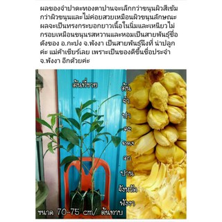 🍐#ต้นจำปาดะ "ทองตาปาน พันธุ์ขึ้นชื่อ จ.พังงา"