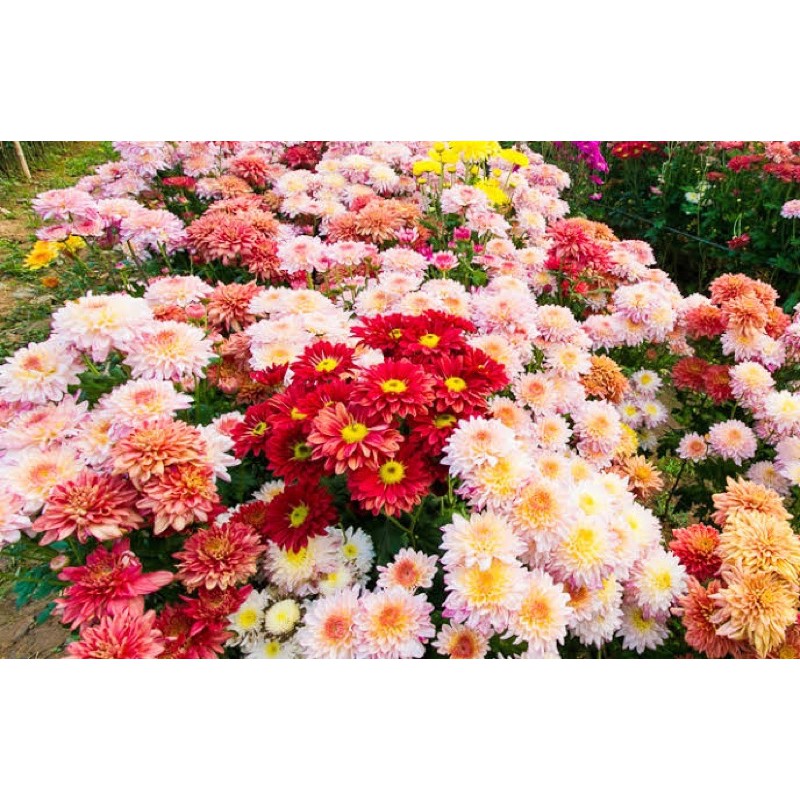 เมล็ดพันธุ์ ดอกเบญจมาศ คละสี (Chrysauthemun Seed ) บรรจุ 100 เมล็ด ขาว เหลือง แดง สำหรับตัดดอกขาย