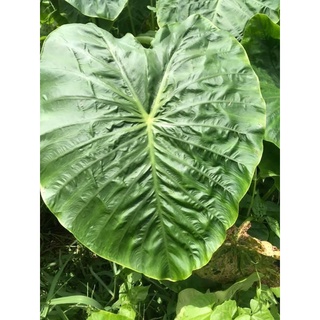 โคลาคาเซีย Colocasia green heart giant บอน หัวใจยักษ์