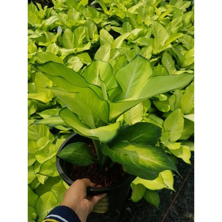 ต้น Aglaonema แสงจันทร์