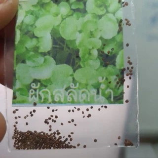 ผักสลัดน้ำ🌱วอเตอร์เครส🎯ถูกที่สุด 10บ.🎯ผักสลัดน้ำ🌱วอเตอร์เครส 50 เมล็ด🎈งอกง่าย🌱โตไว☘️พุ่มใหญ่🌱ทานอร่อย