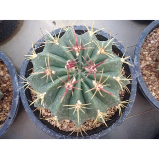 🌵💥 เฟโรหนามแดง 💥🌵 ไซส์ใหญ่ Ferocactus latispinus ไม้เมล็ด ขนาด10-12 ซม. ต้นกระบองเพชร ต้นแคคตัส (แคคตัส กระบองเพชร)