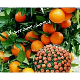 Bibit jeruk Santang madu cepat berbuah
