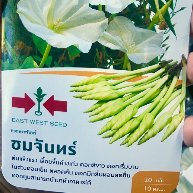 ศรแดง เมล็ดพันธุ์ ชมจันทร์ (20 เมล็ด)