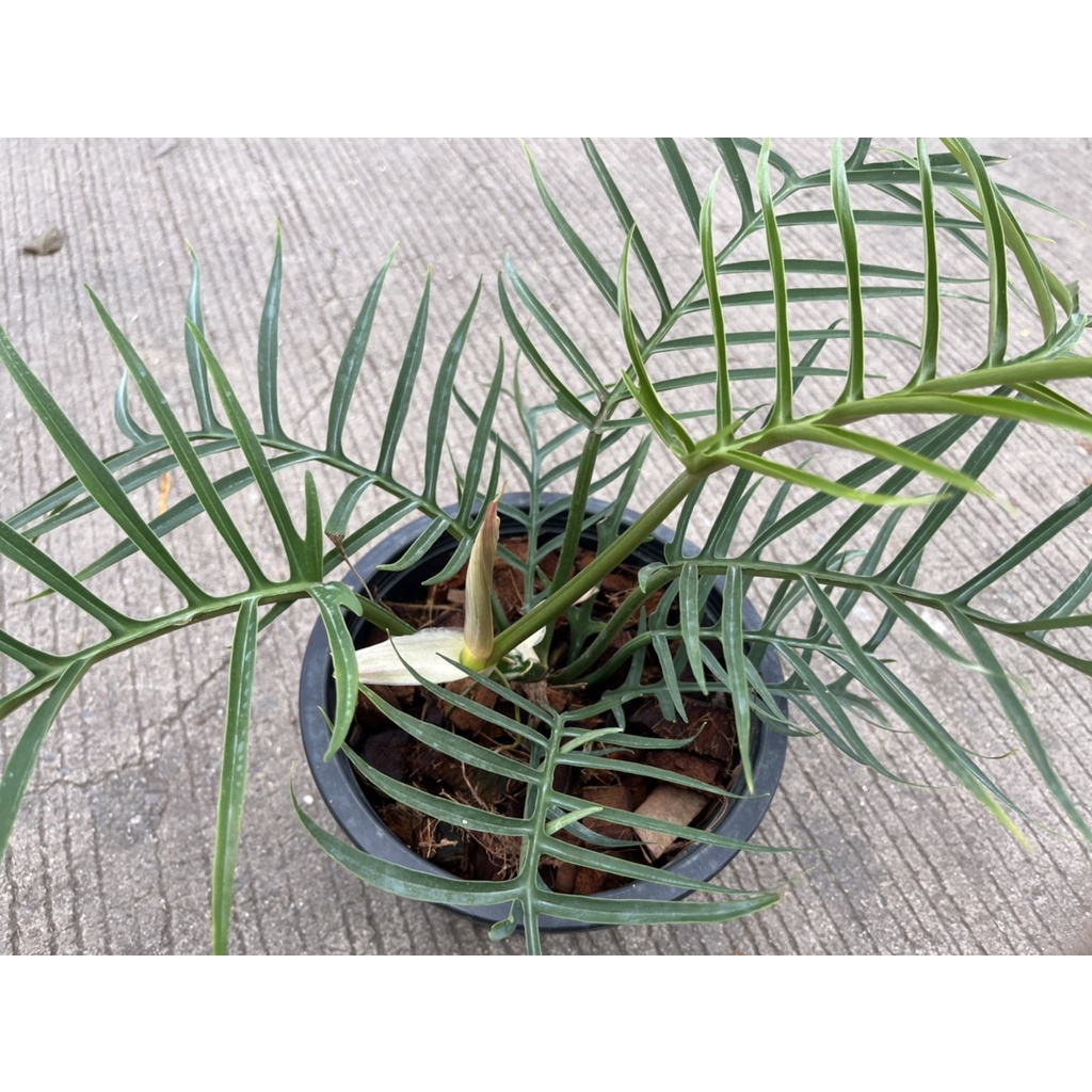 มุมมอง 2