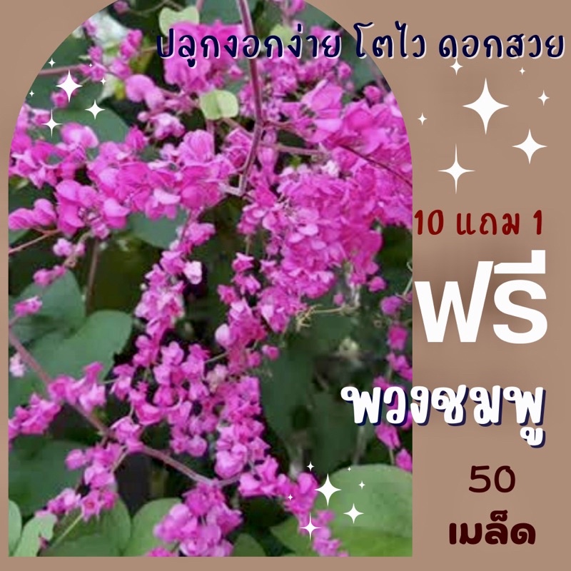 เมล็ดพันธุ์ ดอกผีเสื้อ 500 เมล็ด Dianthus ผีเสื้อ ✅ราคาถูก🪴ปลูกง่าย ดอกสวยมาก🔥ซื้อ10แถม1 คละได้🔥