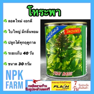 โหระพา 30 กรัม ปลาทอง เมล็ดพันธุ์ ลอตใหม่ งอกดี ลำต้นแข็งแรง โตไว ใบใหญ่ ผลผลิตสูง มีกลิ่นหอมมาก ต้นสูง 80-90 ซม.