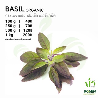 กระเพราออร์แกนิค Organic Basil มาตรฐานออร์แกนิค IFOAM ผักสลัด ผักสด เก็บ-แพ็ค-ส่ง เก็บใหม่ทุกออเดอร์