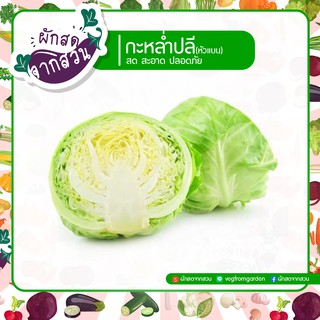 กะหล่ำปลี Cabbage ราคาถูก