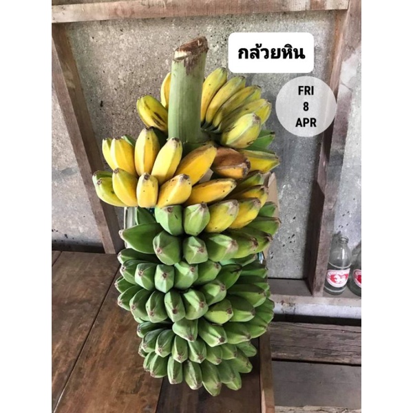 หน่อกล้วยหินพันธุ์นครศรีฯ🍌 และกล้วยหินยักษ์พันธุ์ยะลา🍌