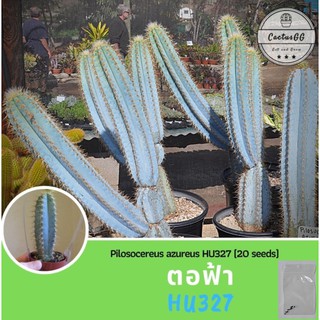 เมล็ดพันธุ์ ตอฟ้า ไม้รั้ว ไม้สูง Pilosocereus azureus HU327 (20 seeds) แคคตัสตอฟ้า