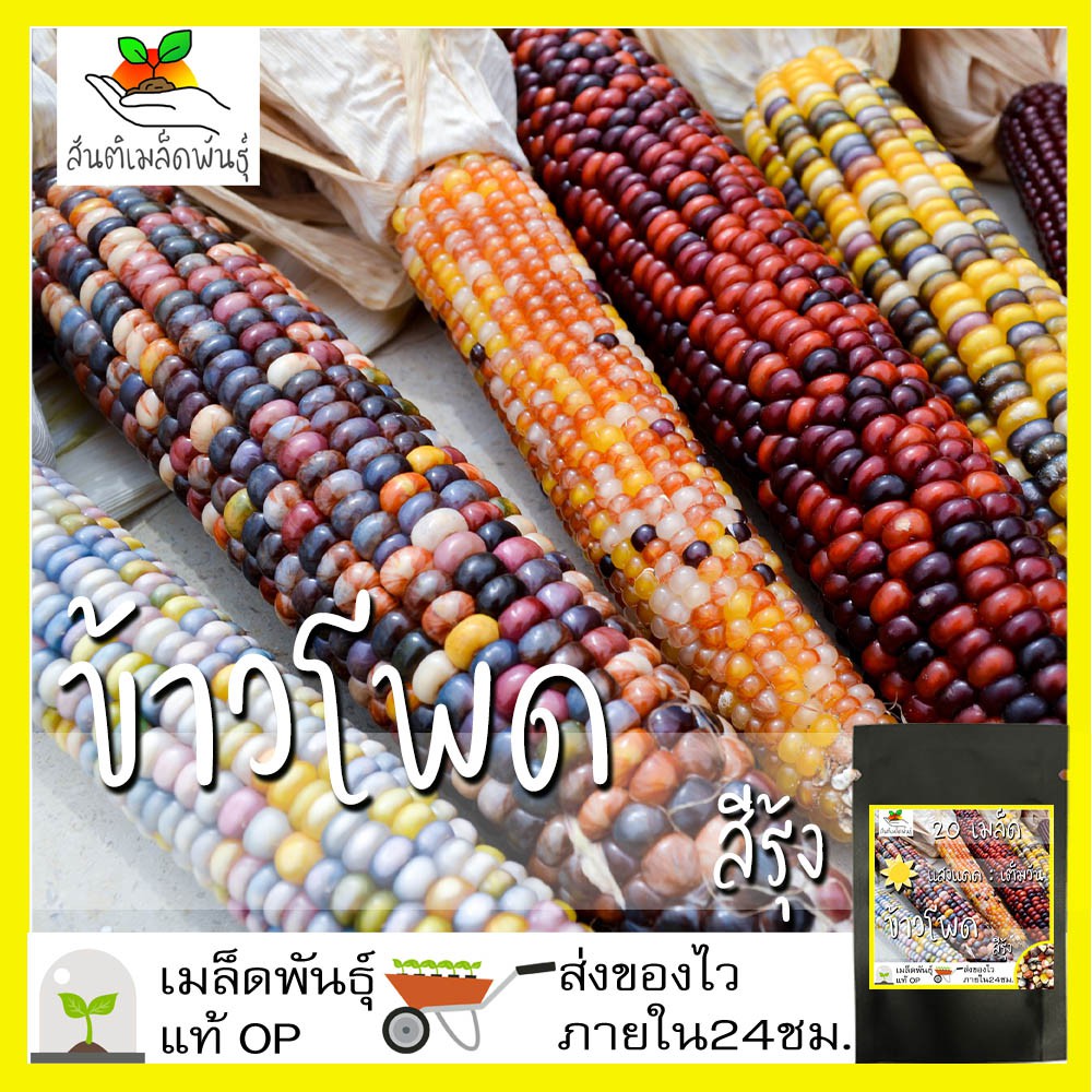 เมล็ดพันธุ์ ข้าวโพด สีรุ้ง 20 เมล็ด Ornamental Indian Corn Seed เมล็ดพันธุ์แท้100% นำเข้าจากต่างประเทศ โตไว ขายดีที่สุด