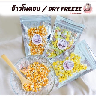 [Hamsterth] ขนม ข้าวโพดอบ ข้าวโพด Dry Freeze ข้าวโพดแผ่นหลากสี ข้าวโพดอบ สำหรับสัตว์เลี้ยง อาหาร แฮมสเตอร์ แฟตเทล