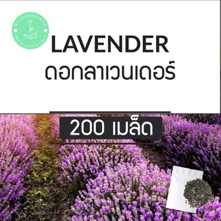 รสธรรมชาติ (พร้อมส่ง🌼) เมล็ดพันธุ์ เมล็ด ลาเวนเดอร์ อังกฤษ 200 เมล็ด English Lavender พันธุ์แท้ OP นำเข้า